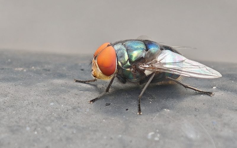 大头金蝇